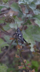 Sphenarium purpurascens