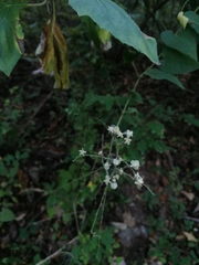 Antigonon flavescens