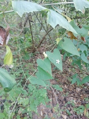 Antigonon flavescens