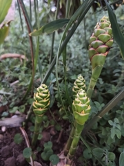 Zingiber officinale