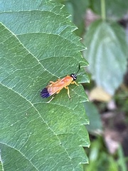 Insecta