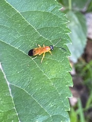 Insecta