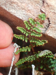 Myriopteris covillei