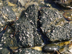 Ephydra
