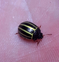 Doryphorina