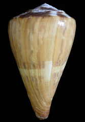 Conus vexillum