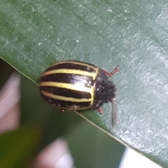 Doryphorina