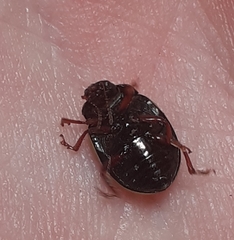 Doryphorina