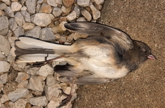 Junco hyemalis