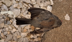 Junco hyemalis
