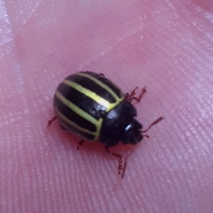 Doryphorina
