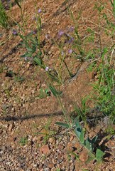 Mirabilis hirsuta