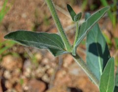 Mirabilis hirsuta