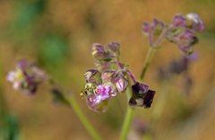 Mirabilis hirsuta