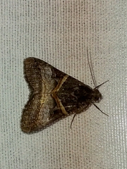 Melipotis nigrobasis