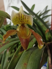 Paphiopedilum