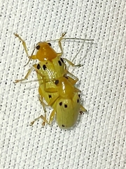 Metaxyonycha guttifera