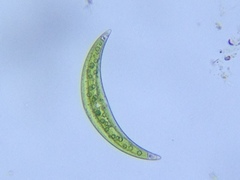 Closterium lunula