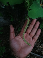 Coccoloba acapulcensis