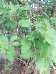 Coccoloba acapulcensis