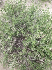 Austrobrickellia patens