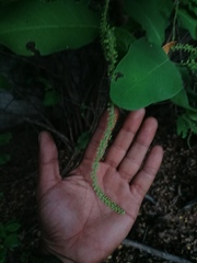 Coccoloba acapulcensis