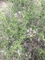 Austrobrickellia patens