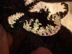 Myriopteris covillei