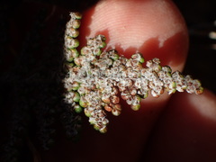 Myriopteris covillei