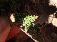 Myriopteris covillei