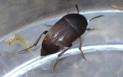 Ptomaphagus