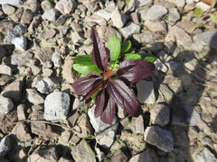 Ageratina riparia