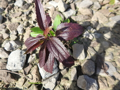 Ageratina riparia