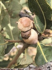 Disholcaspis erugomamma