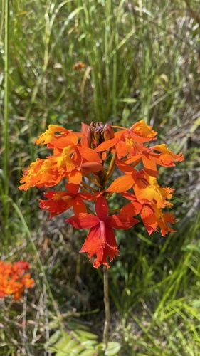Epidendrum radicans