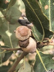 Disholcaspis erugomamma