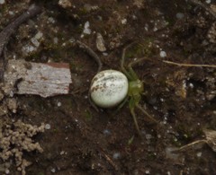 Australomisidia pilula