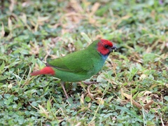 Erythrura pealii