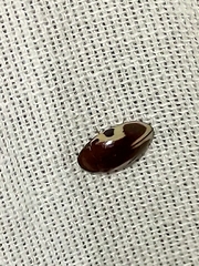 Chelonarium ornatum