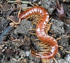 Scolopocryptops spinicaudus