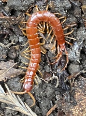 Scolopocryptops spinicaudus