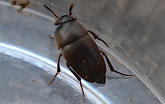 Ptomaphagus