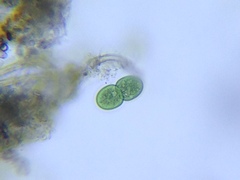 Cyanothece aeruginosa
