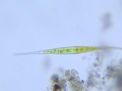 Closterium setaceum