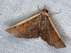 Picromorpha pyrrhopa