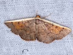 Picromorpha pyrrhopa