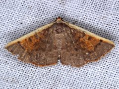 Picromorpha pyrrhopa