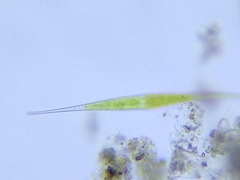 Closterium setaceum