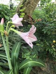 Hippeastrum reticulatum