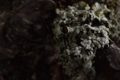 Hypogymnia occidentalis